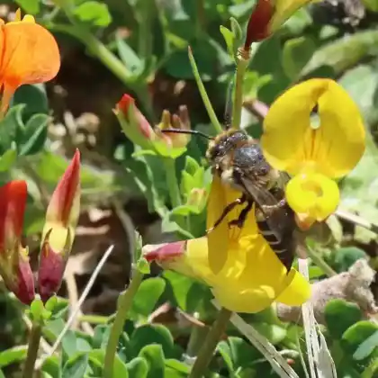 Foto von Langschwanz-Kegelbiene (Coelioxys elongata)