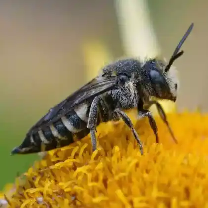 Foto von Unbewehrte Kegelbiene (Coelioxys inermis)