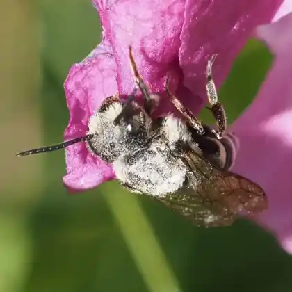 Foto von Rötliche Kegelbiene (Coelioxys rufescens)
