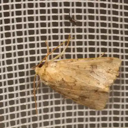 Foto von Lungenkraut-Staubeule (Atypha pulmonaris)