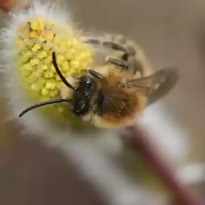 Foto von Frühlings-Seidenbiene (Colletes cunicularius)