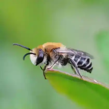 Foto von Buckel-Seidenbiene (Colletes daviesanus)