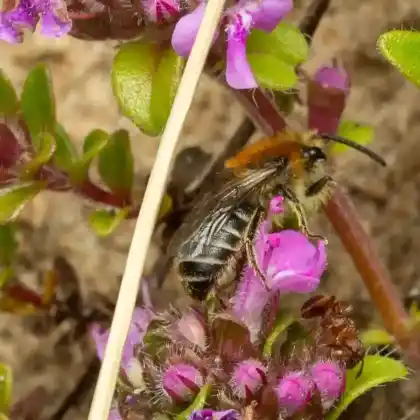 Foto von Dolden-Seidenbiene (Colletes floralis)