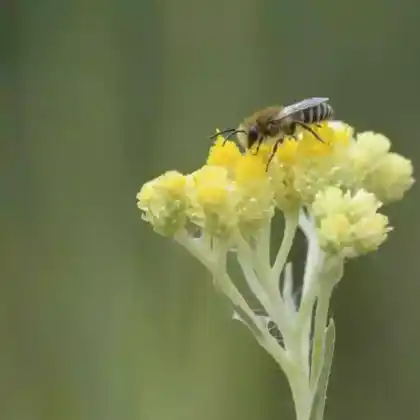 Foto von Filzbindige Seidenbiene (Colletes fodiens)