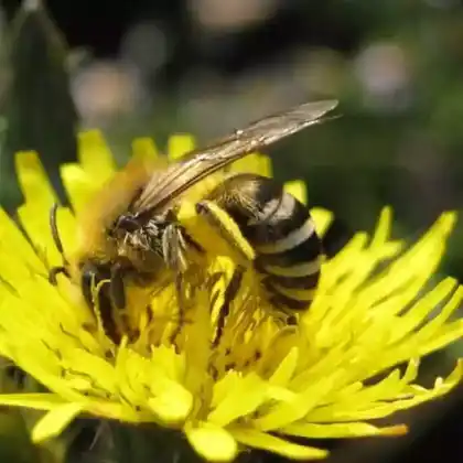 Foto von Strandaster-Seidenbiene (Colletes halophilus)