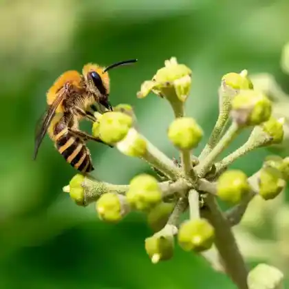Foto von Efeu-Seidenbiene (Colletes hederae)