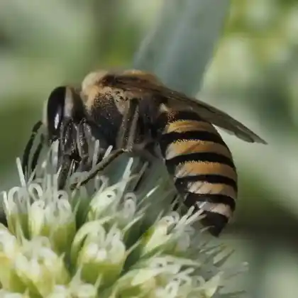 Foto von Mannstreu-Seidenbiene (Colletes hylaeiformis)