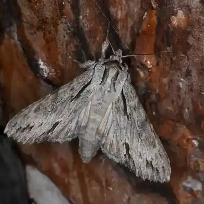 Foto von Berberitzeneule (Auchmis detersa)
