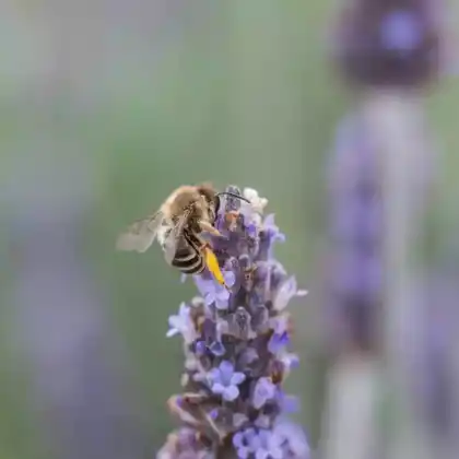 Foto von Dünen-Seidenbiene (Colletes marginatus)