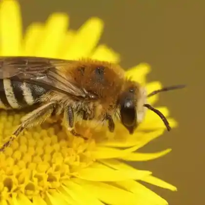 Foto von Rainfarn-Seidenbiene (Colletes similis)