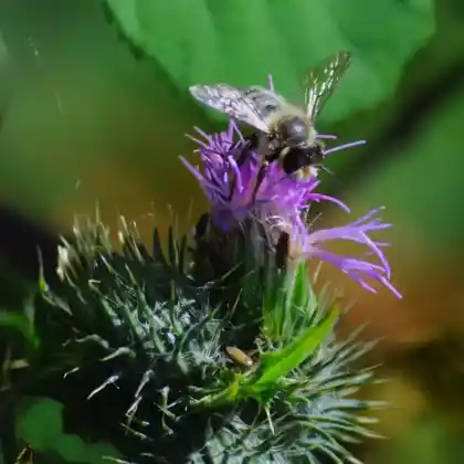 Foto von Heidekraut-Seidenbiene (Colletes succinctus)