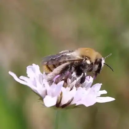 Foto von Skabiosen-Hosenbiene (Dasypoda argentata)