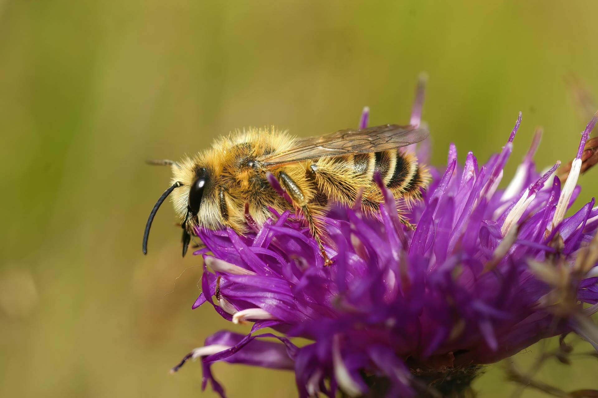 Dunkelfransige Hosenbiene (Dasypoda hirtipes)