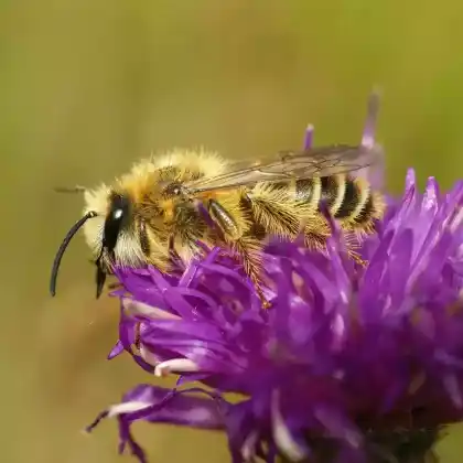Foto von Dunkelfransige Hosenbiene (Dasypoda hirtipes)