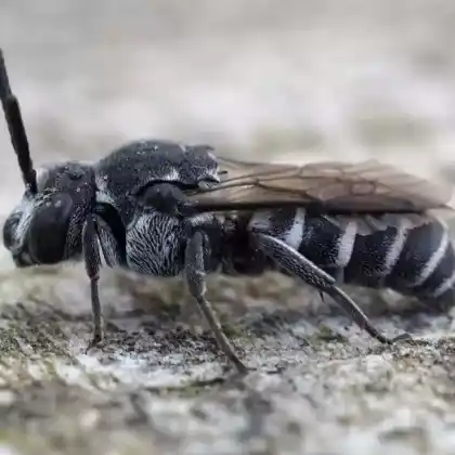 Foto von Dunkle Zweizahnbiene (Dioxys tridentata)