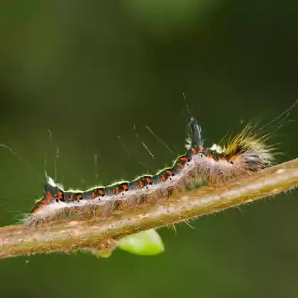 Foto von Erlen-Pfeileule (Acronicta cuspis)