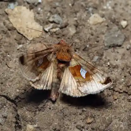 Foto von Habichtskraut-Silbereule (Autographa aemula)