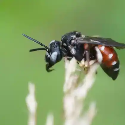 Foto von Schmuckbiene (Epeoloides coecutiens)