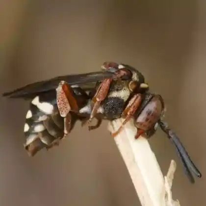 Foto von Heide-Filzbiene (Epeolus cruciger)