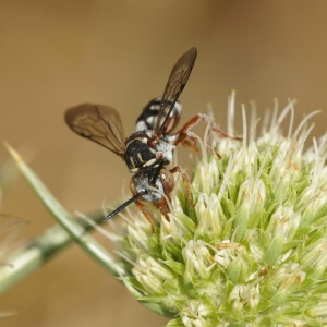 Gewöhnliche Filzbiene