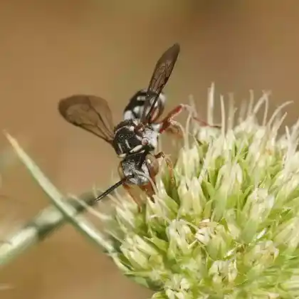 Foto von Gewöhnliche Filzbiene (Epeolus variegatus)