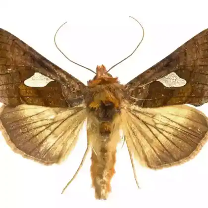 Foto von Silberblatt-Goldeule (Autographa bractea)