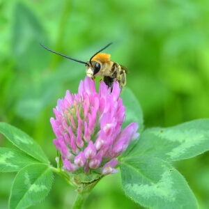 Juni-Langhornbiene