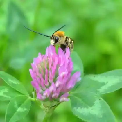 Foto von Juni-Langhornbiene (Eucera longicornis)
