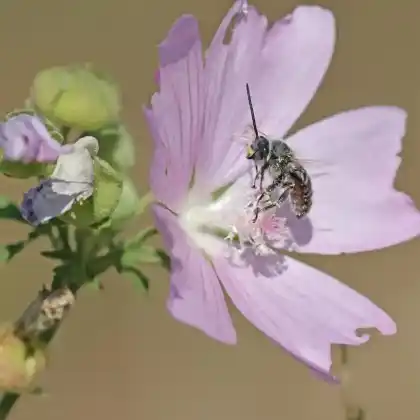 Foto von Malven-Langhornbiene (Eucera macroglossa)