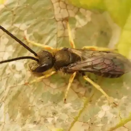 Foto von Verkannte Goldfurchenbiene (Halictus confusus)