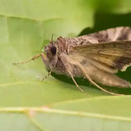 Foto von Gammaeule (Autographa gamma)