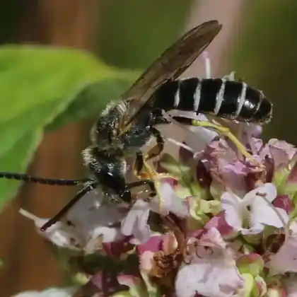 Foto von Langobarden-Furchenbiene (Halictus langobardicus)