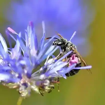 Foto von Sand-Goldfurchenbiene (Halictus leucaheneus)