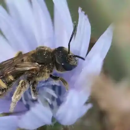 Foto von Dickkopf-Furchenbiene (Halictus maculatus)