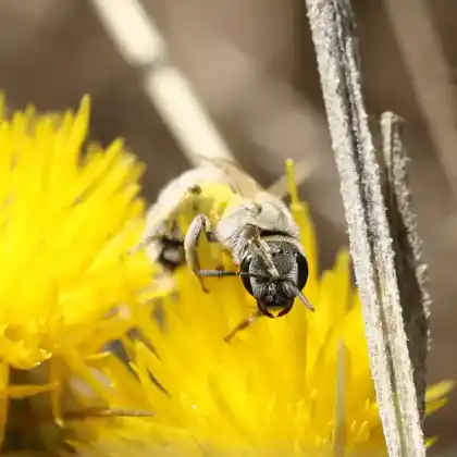 Foto von Große Filzfurchenbiene (Halictus pollinosus)
