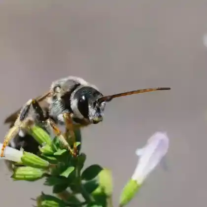 Foto von Vierbindige Furchenbiene (Halictus quadricinctus)