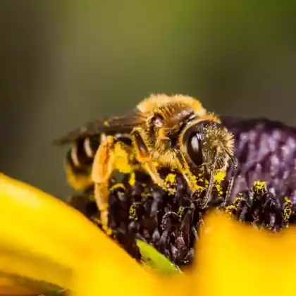 Foto von Rotbeinige Furchenbiene (Halictus rubicundus)