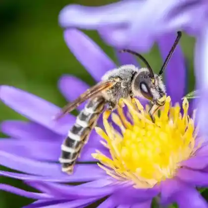 Foto von Gelbbindige Furchenbiene (Halictus scabiosae)