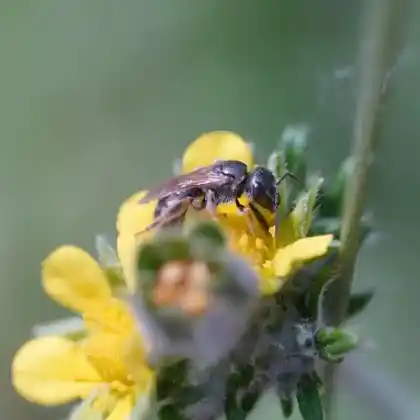 Foto von Steppen-Goldfurchenbiene (Halictus semitectus)