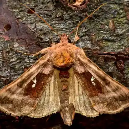 Foto von Jota-Goldeule (Autographa jota)