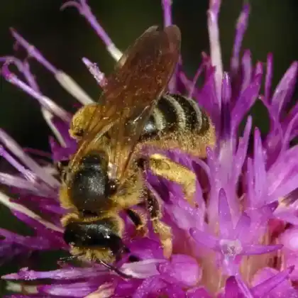 Foto von Sechsbindige Furchenbiene (Halictus sexcinctus)