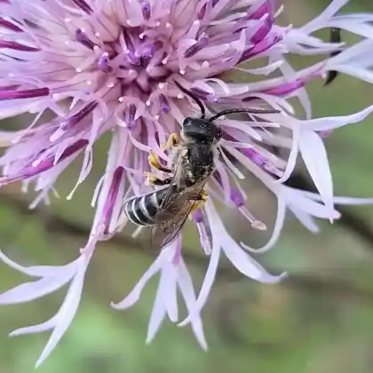 Foto von Gewöhnliche Furchenbiene (Halictus simplex)