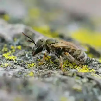 Foto von Smaragd-Furchenbiene (Halictus smaragdulus)