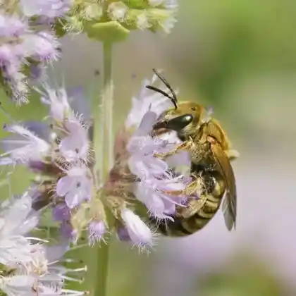 Foto von Dichtpunktierte Goldfurchenbiene (Halictus subauratus)