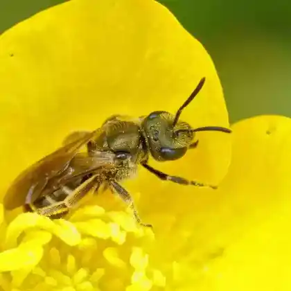 Foto von Gewöhnliche Goldfurchenbiene (Halictus tumulorum)
