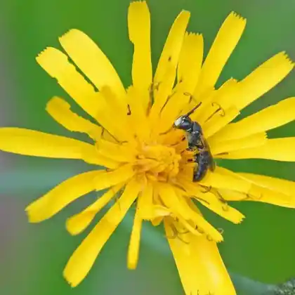 Foto von Nördliche Maskenbiene (Hylaeus annulatus)