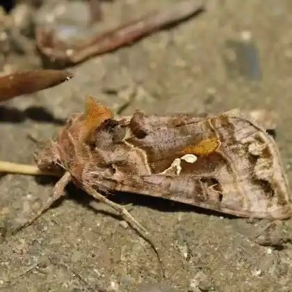 Foto von Silberpunkt-Höckereule (Autographa pulchrina)