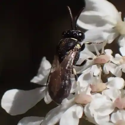 Foto von Kopfschild-Maskenbiene (Hylaeus clypearis)