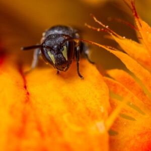 Gewöhnliche Maskenbiene