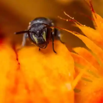 Foto von Gewöhnliche Maskenbiene (Hylaeus communis)